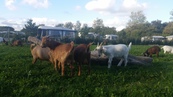 20160901_183803 Goats on campsite.jpg